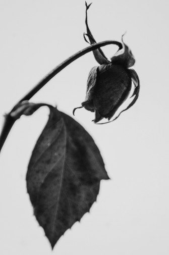 Black Rose iPhone Wallpaper