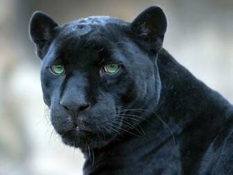 Big Cat Predator Wallpaper High Resolution