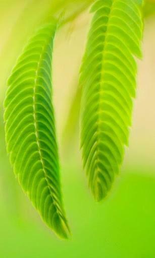 Image Weed Live Wallpaper Windows Pc Android iPhone And