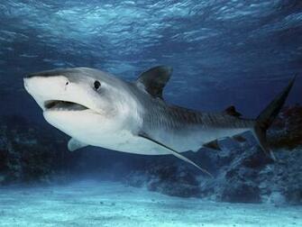 Funny Tiger Sharks Wallpaper HD High Resolution