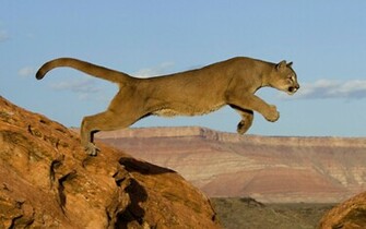 Cougar Computer Wallpaper Desktop Background Id