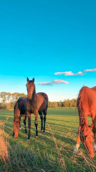 Horses