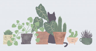 Plant Aesthetic Laptop Wallpaper