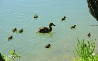 Bird Duck With Kids Wallpaper Playing In Water