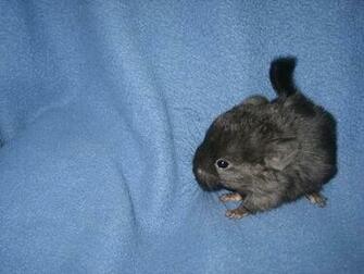 Chinchilla Image Random Baby Chinchilas Wallpaper And
