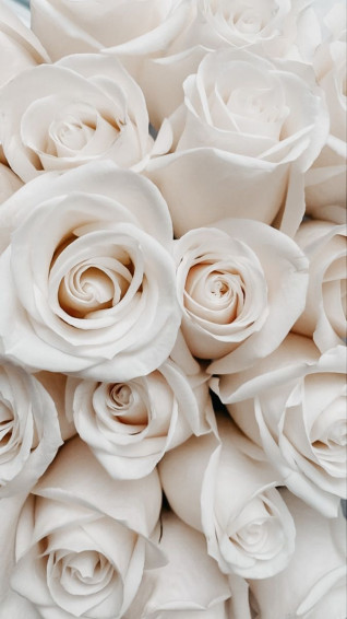 Cute Aesthetic Roses iPhone Wallpaper