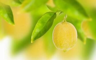 Hanging Lemon Widescreen HD Wallpaper