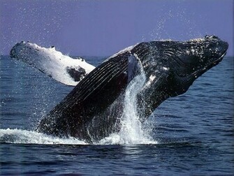 Humpback