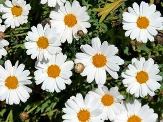 Margaritas Flowers Wallpaper Margarita Blumen HD