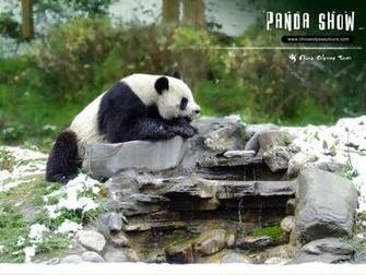 Beautiful Wallpaper Panda Bear