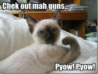 Funny Animals Pictures Desktop Wallpaper