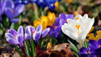 Submit Use Picky Wallpaper Rss