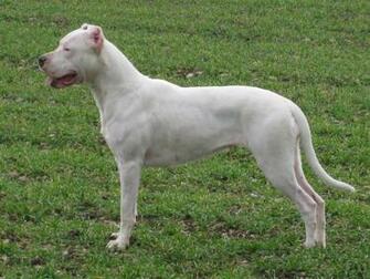 Dogo Argentino Wallpaper