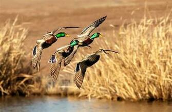New Shows U S Wetland Losses Accelerating