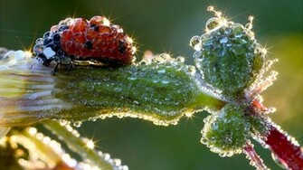 Bugs HD Wallpaper Of Natures