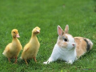 Ducks And Rabbit Baby Farm Animals Wallpaper