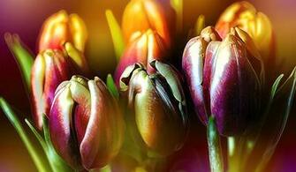 Fine Art Gallery Wallpaper