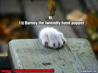 Cat Meme Quote Funny Humor Grumpy Wallpaper