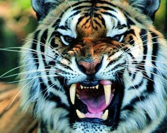 Tiger HD Wallpaper Background
