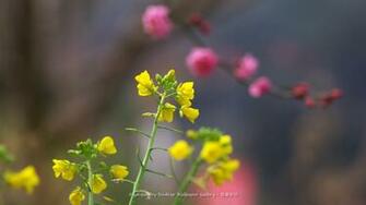 Desktop Wallpaper Flowers High Resolution