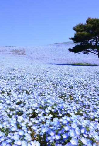 Japan Travel Planning National Tourism