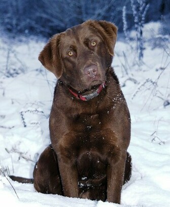 Chesapeake Bay Retriever Dog On The Snow Photo And Wallpaper