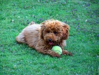 908kb Poodle Wallpaper X Jpeg 68kb Standard Puppies