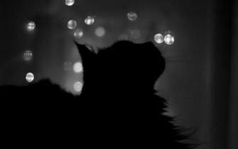 Black Cat In Shade Wallpaper And Image Pictures