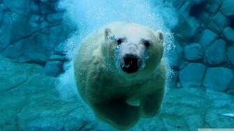 Polar Diving 4k HD Desktop Wallpaper For Ultra Tv Wide