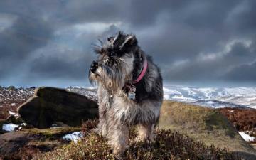 Schnauzer Wallpaper