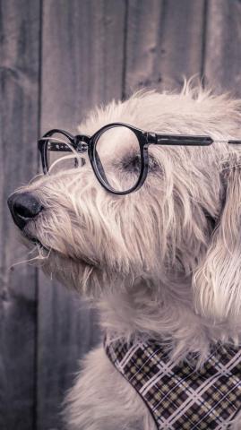Dog Glasses Scarf Wallpaper Background iPhone