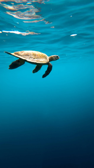 Sea Turtle iPhone Wallpaper