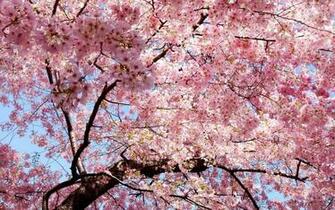 Pink Tree Wallpaper