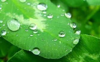 Raindrops Widescreen Wallpaper Hq