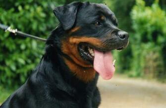 Rottweiler Names Male Female