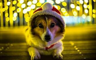 Share The Post Corgi HD Wallpaper For Desktop