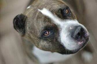 Pitbull Dog Wallpaper HD Res