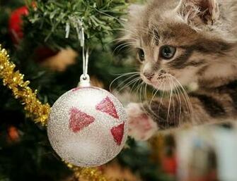 Funny Cat Christmas Wallpaper Wallpaper55 Best