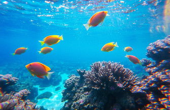 Fish Swimming Live Wallpaper