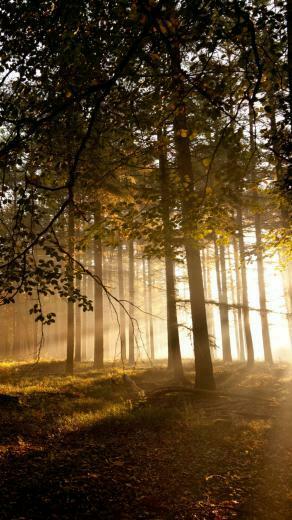 Mystical Forest Samsung Wallpaper