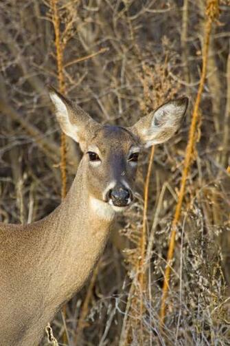 Source Url Loadpaper White Tailed Deer Buck Animal