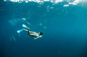 Diving Wallpaper And Background Image Net