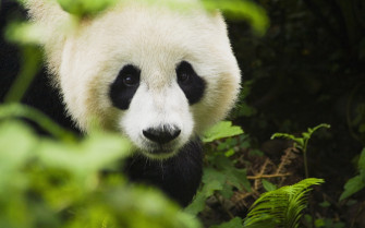 Animal Panda HD Wallpaper