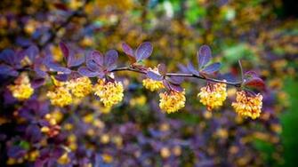 Summer Flowers HD Wallpaper For Desktop