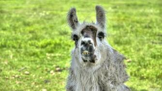 Buck Toothed Llama Wallpaper Kicking Designs