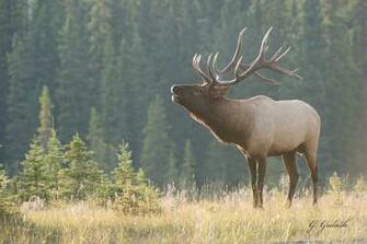 Bull Elk