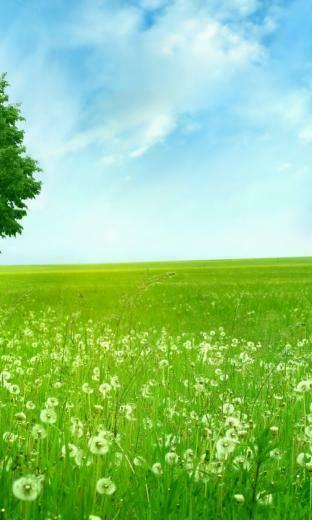 Dandelion Field Tree Nexus Wallpaper