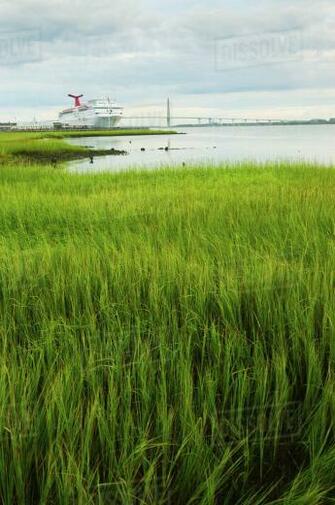 Usa South Carolina Charleston Green Rushes On Riverbank With