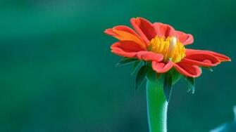 Beautiful Flowers Full HD Wallpaper Picture Image
