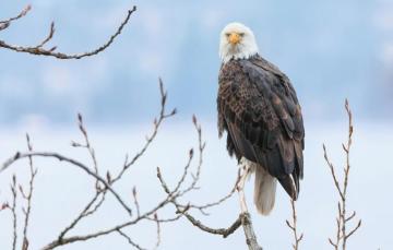 Wallpaper Winter Snow Branches Bird Blue Background Predatory
